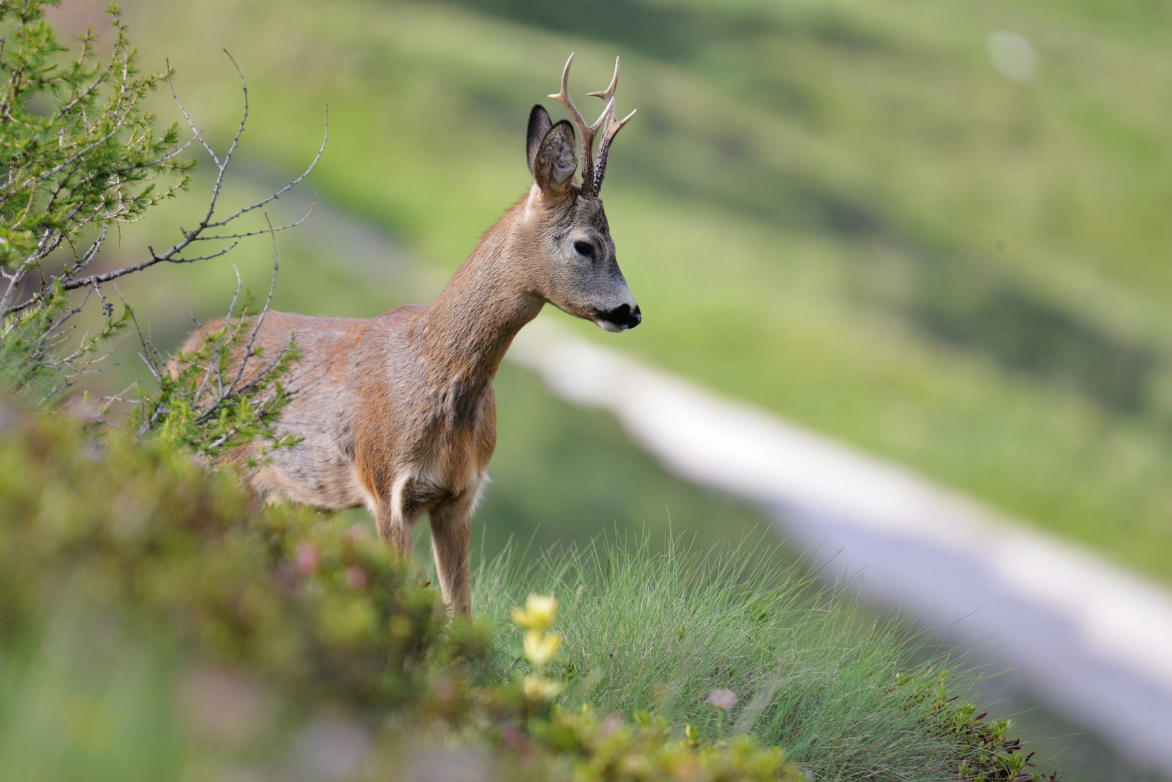 Il custode fantasma dei pascoli alpini