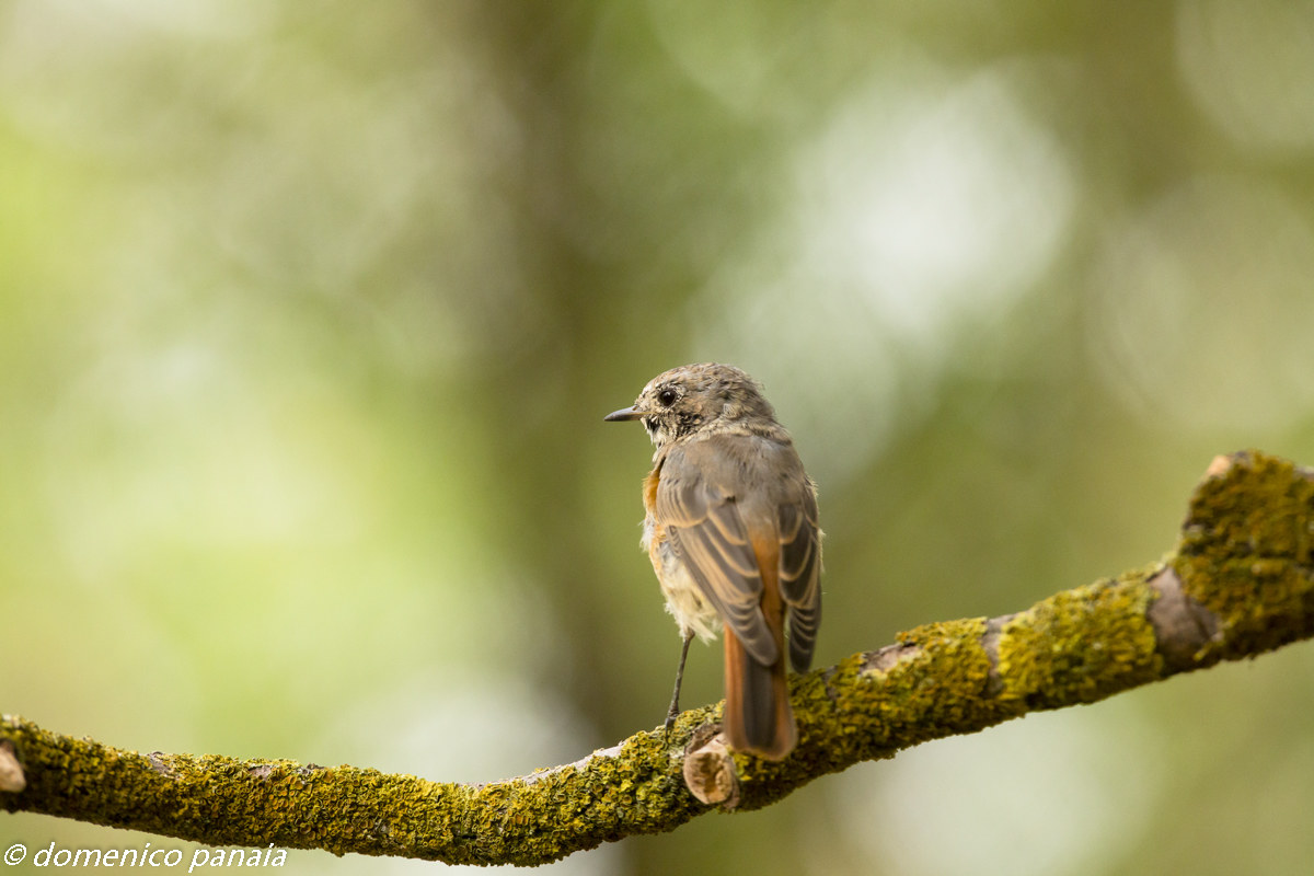 giovane di codirosso