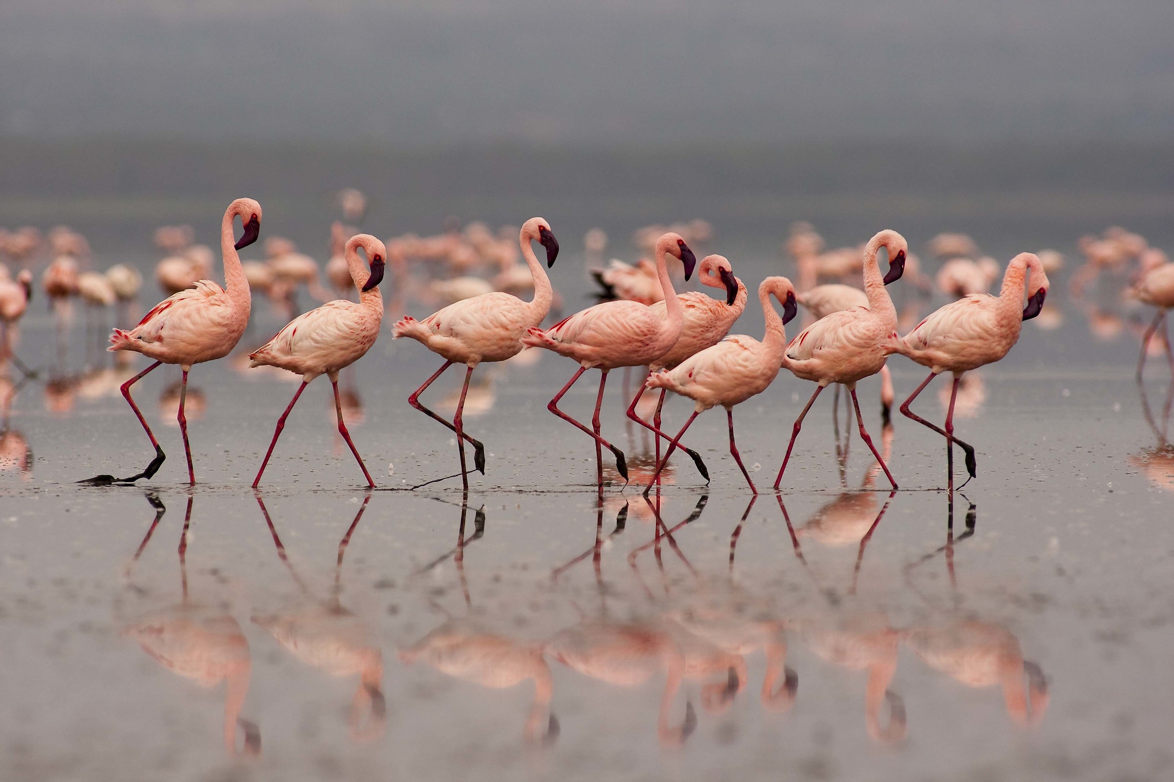 Piccolo balletto di flamingos
