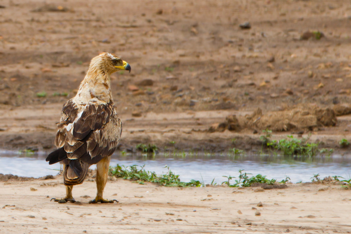 Tawny Eagle (Aquila rapax)
