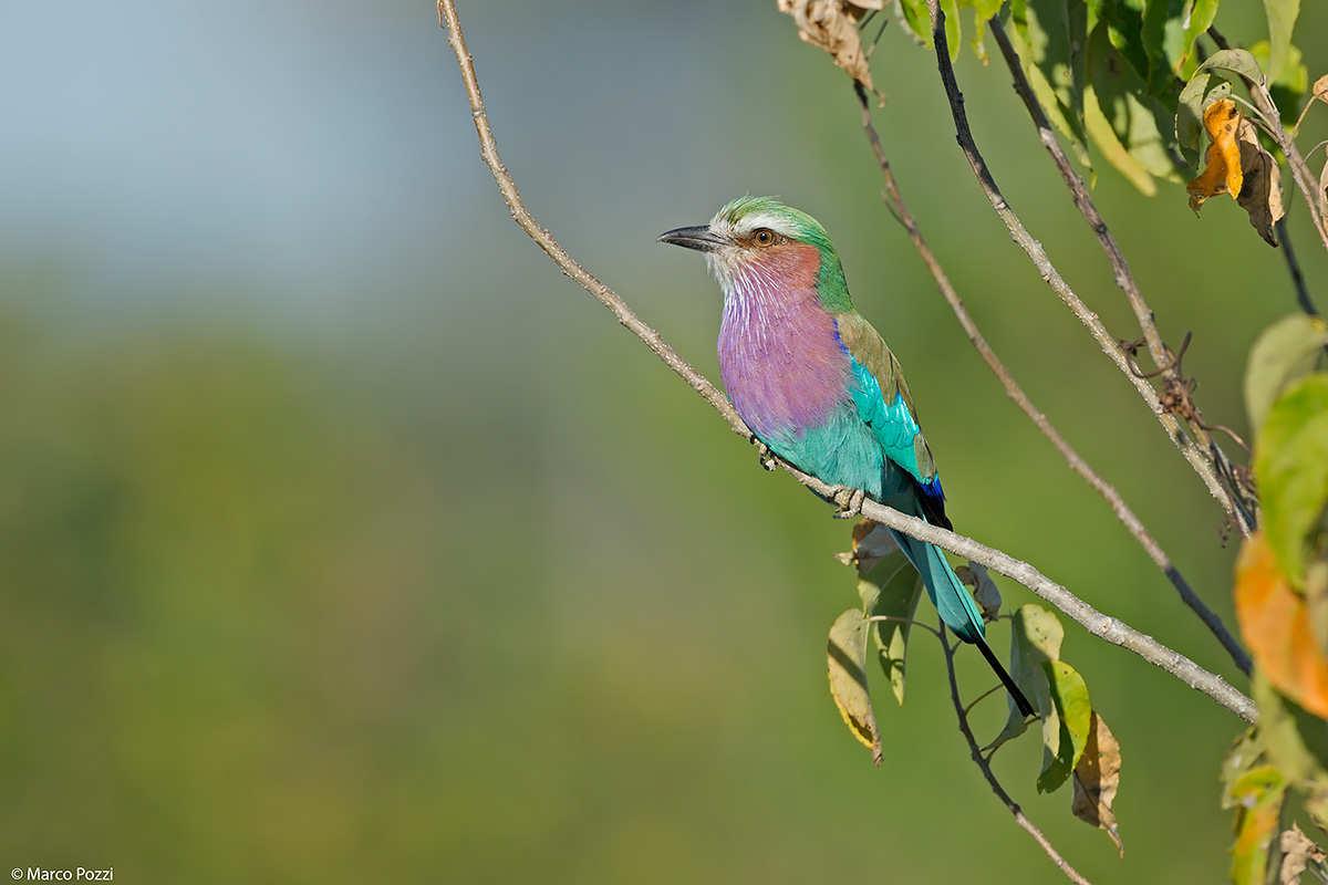 Pettolilla, always her