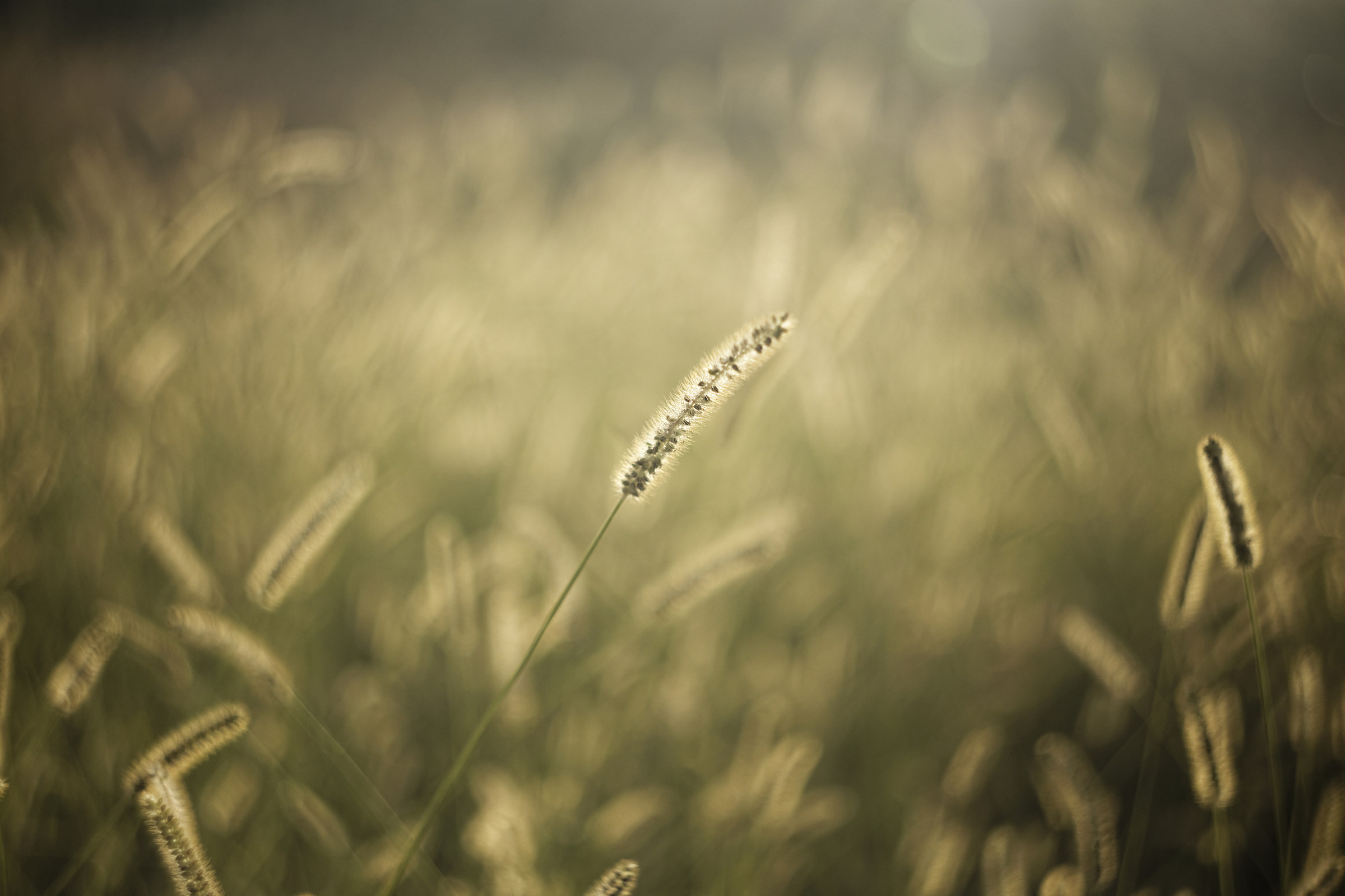 La grande mietitrice