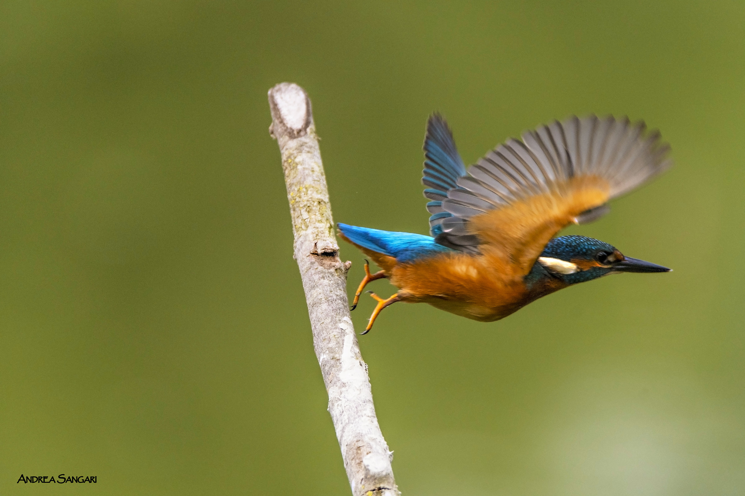 Lo stacco del martin pescatore