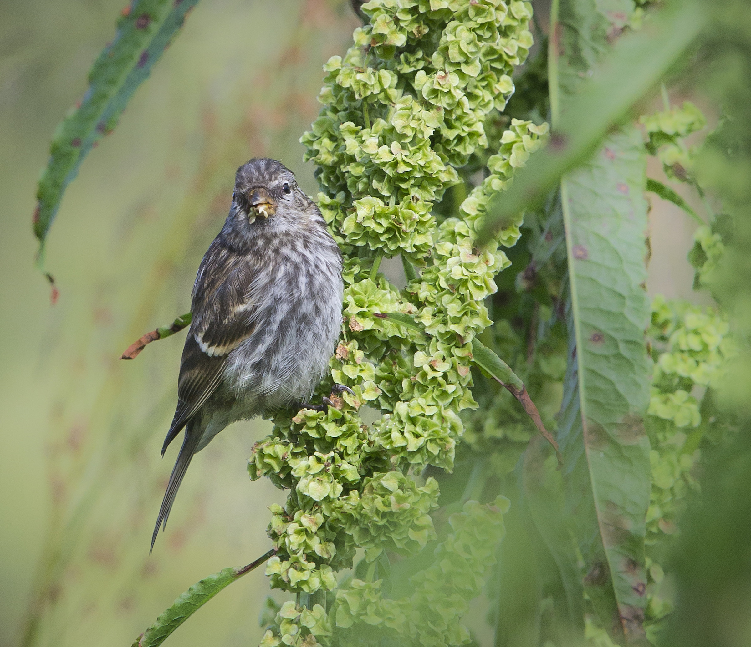 Common Redpoll