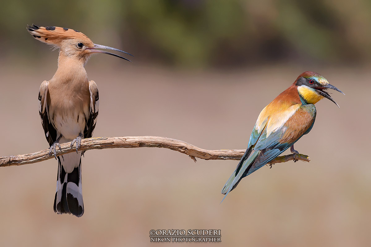 Take the epops of Merops apiaster