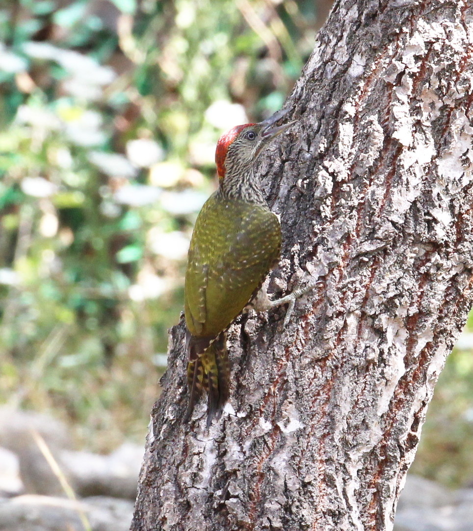 Green Woodpecker
