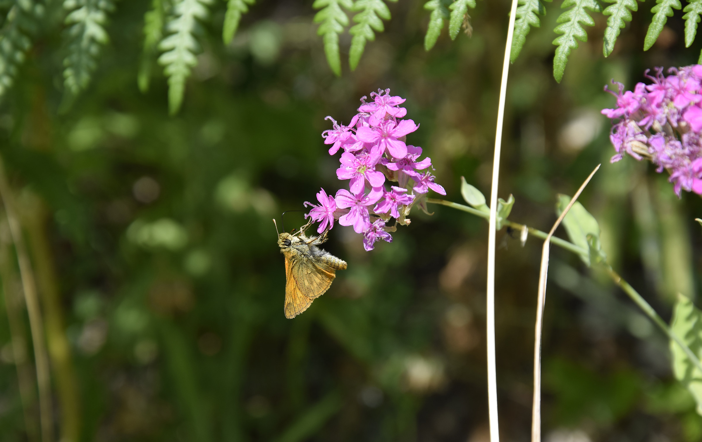 Brown mountain butterfly