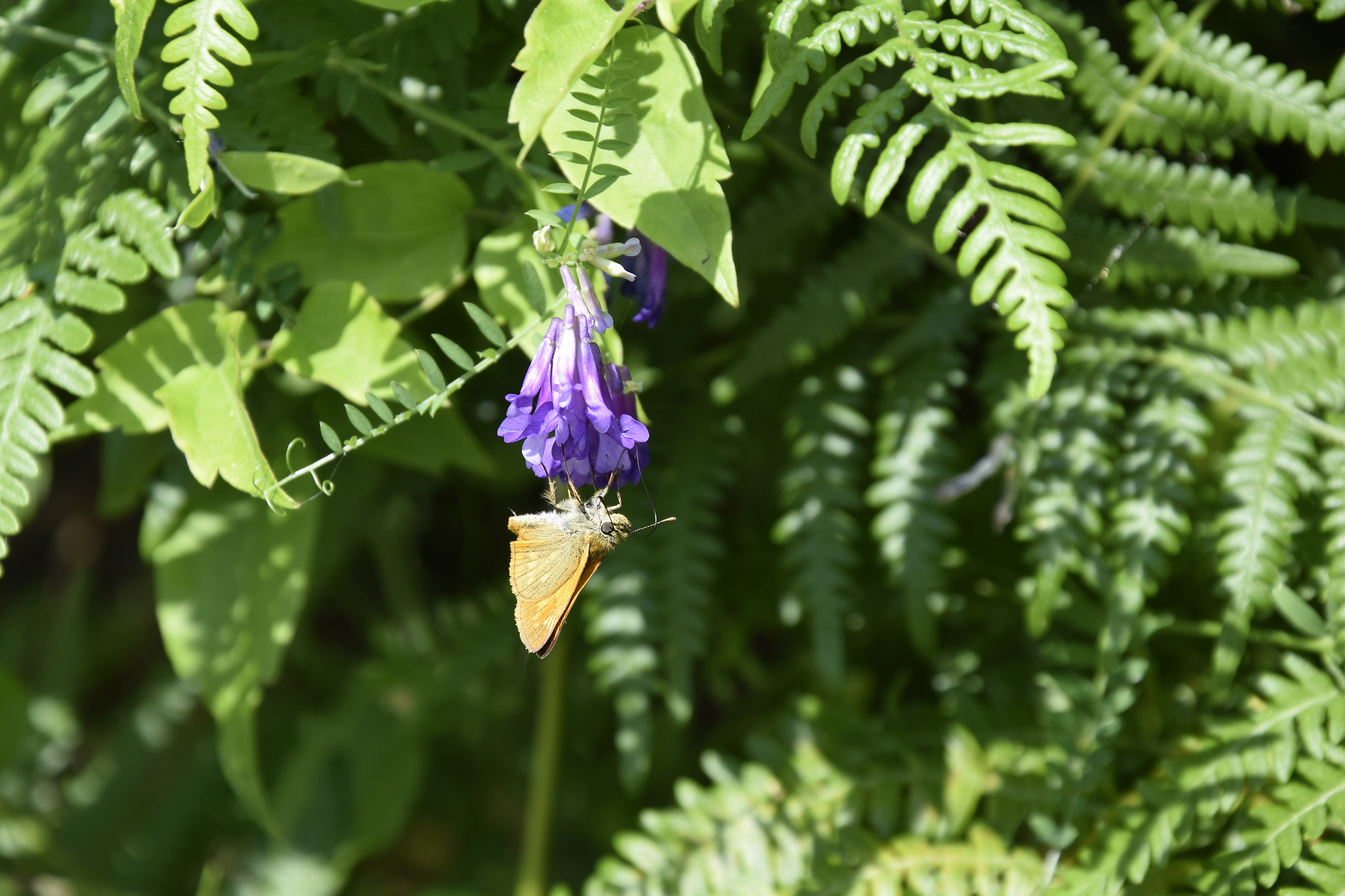 Brown mountain butterfly