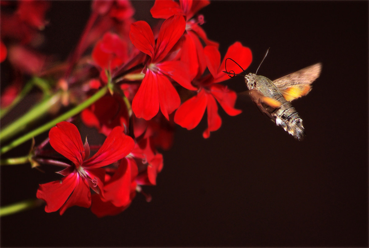 Macroglossum Stellatarum