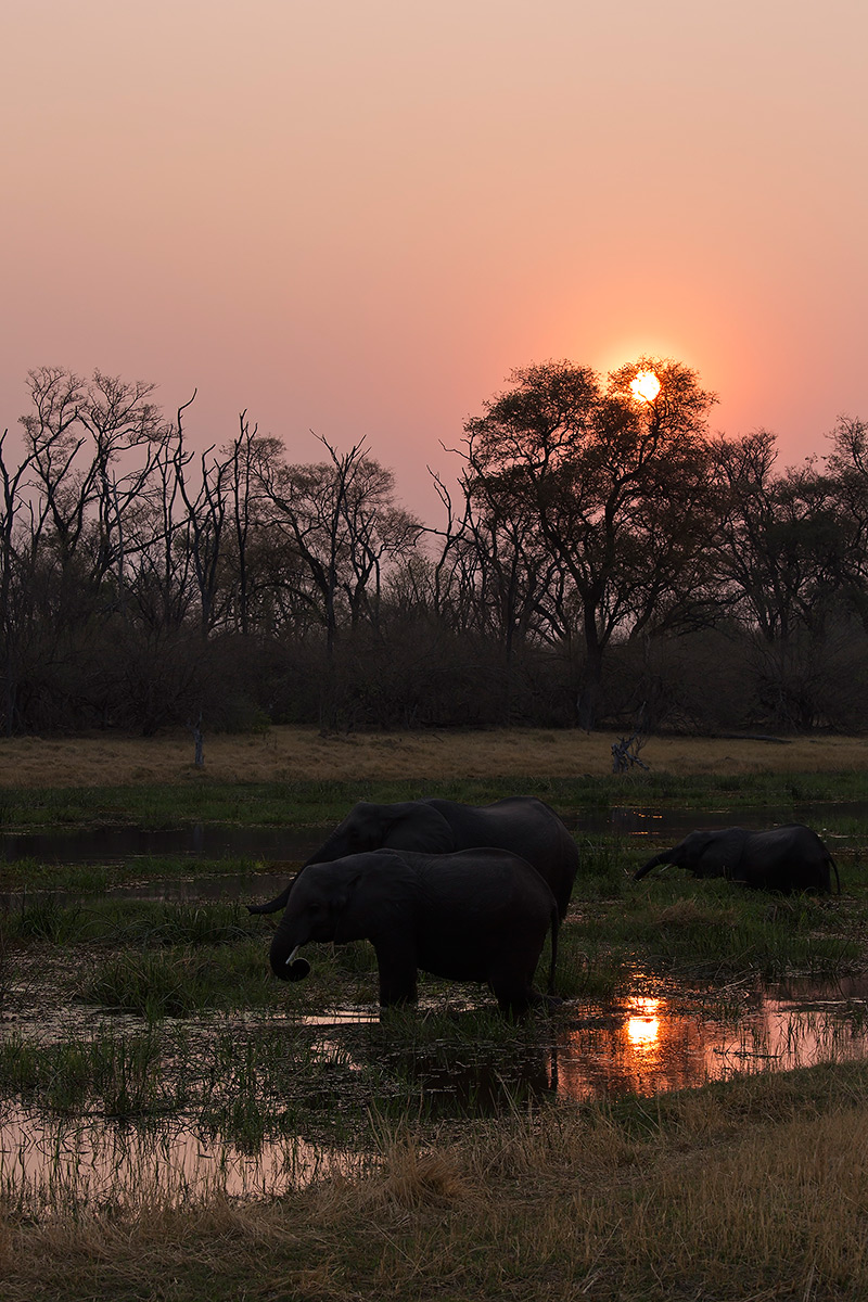 Tramonto sul fiume Khwai