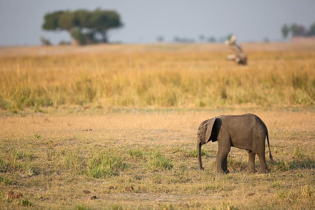 The 'smaller the Chobe