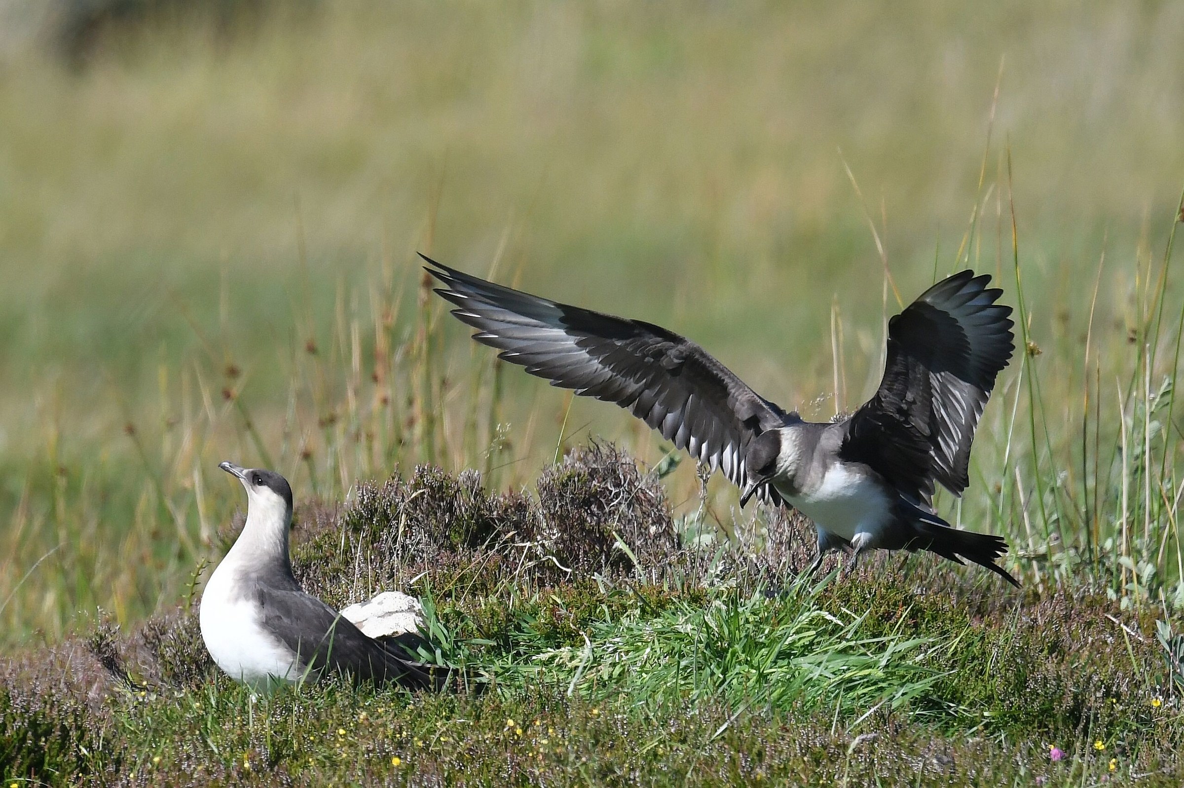 Skua artico ritorno al nido