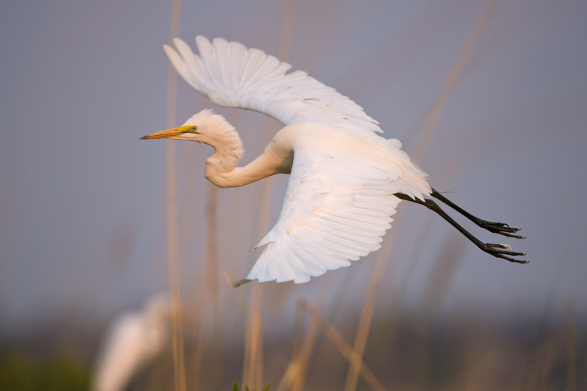 Okavango Egret