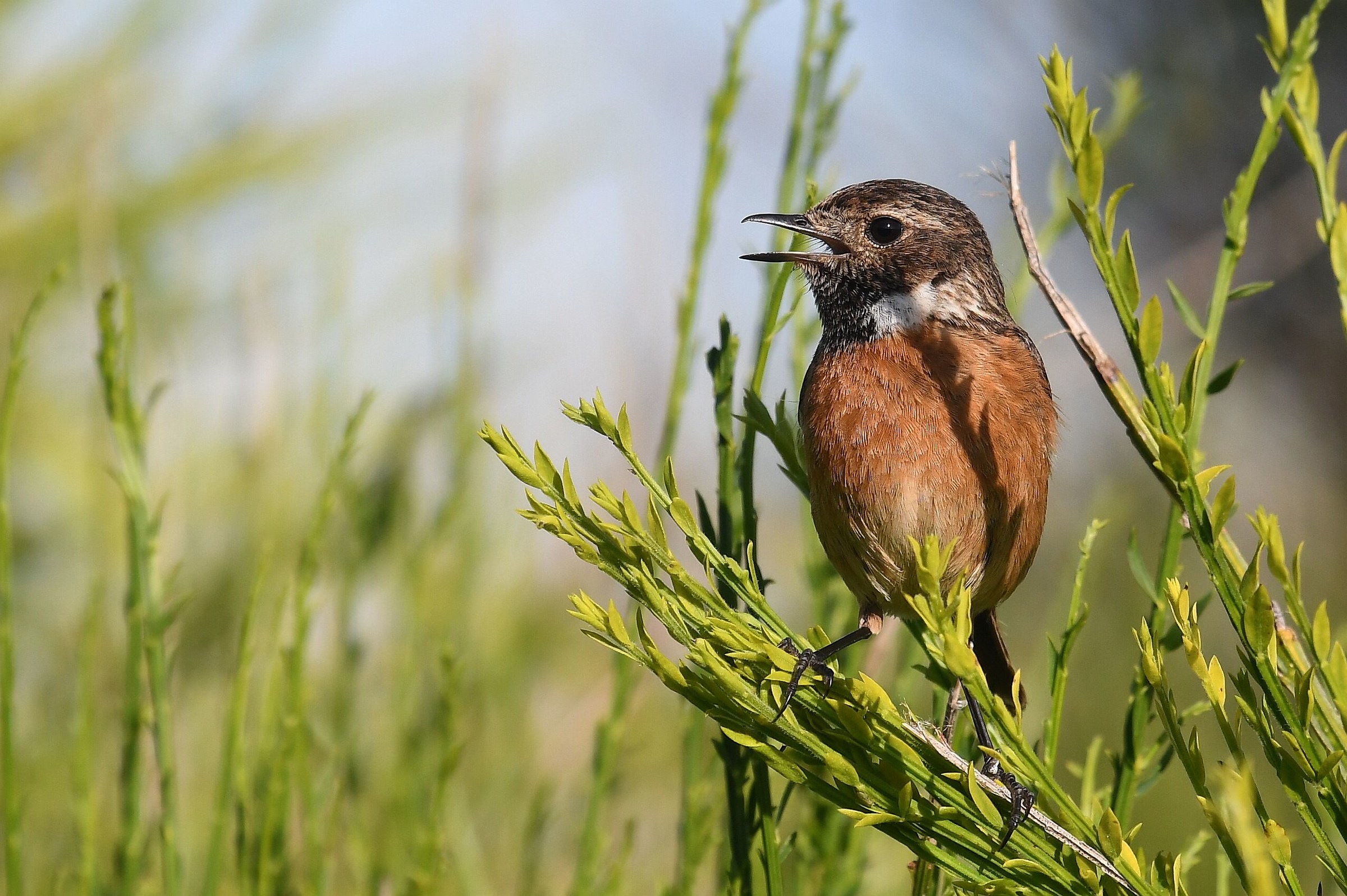 stonechat