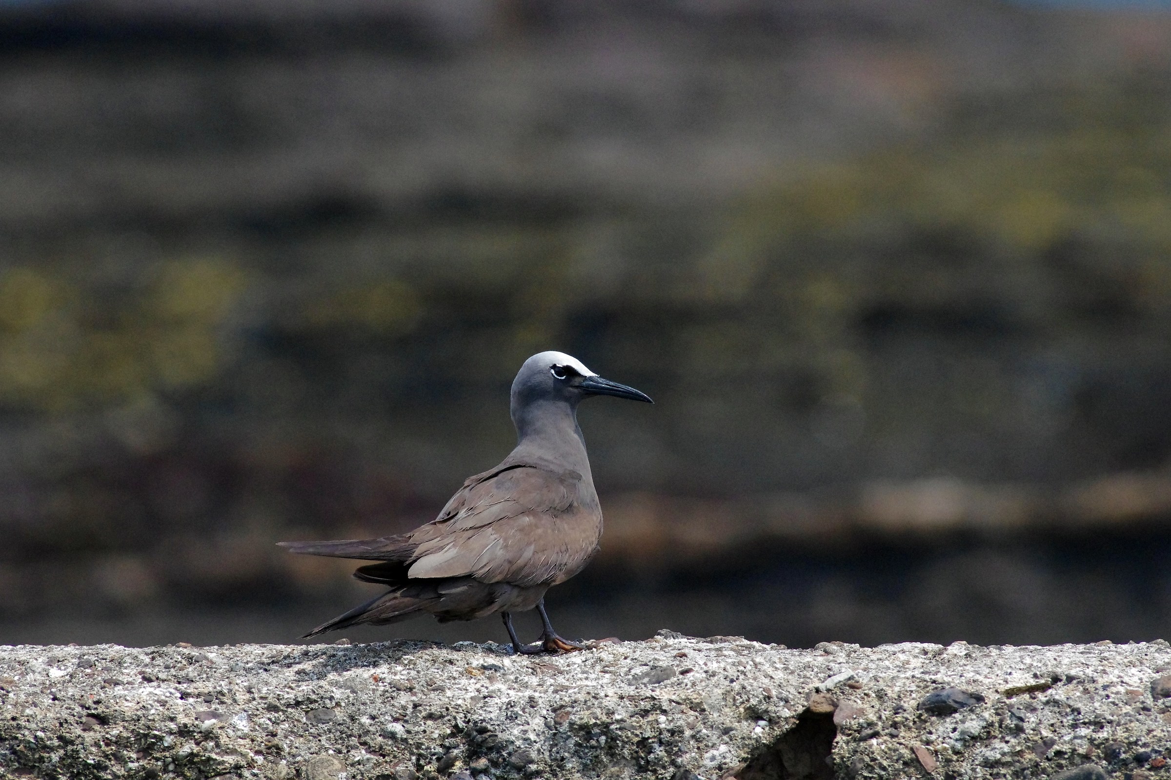 Brown Noddy