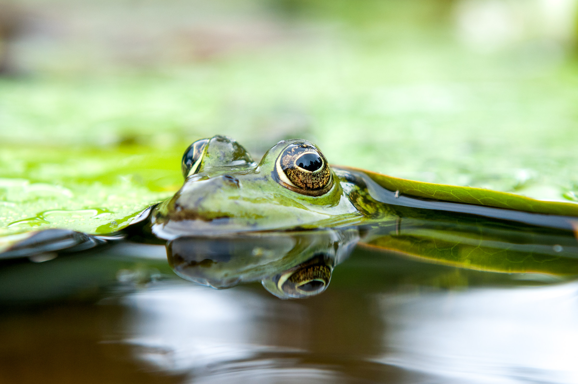 Green frog among the water lilies