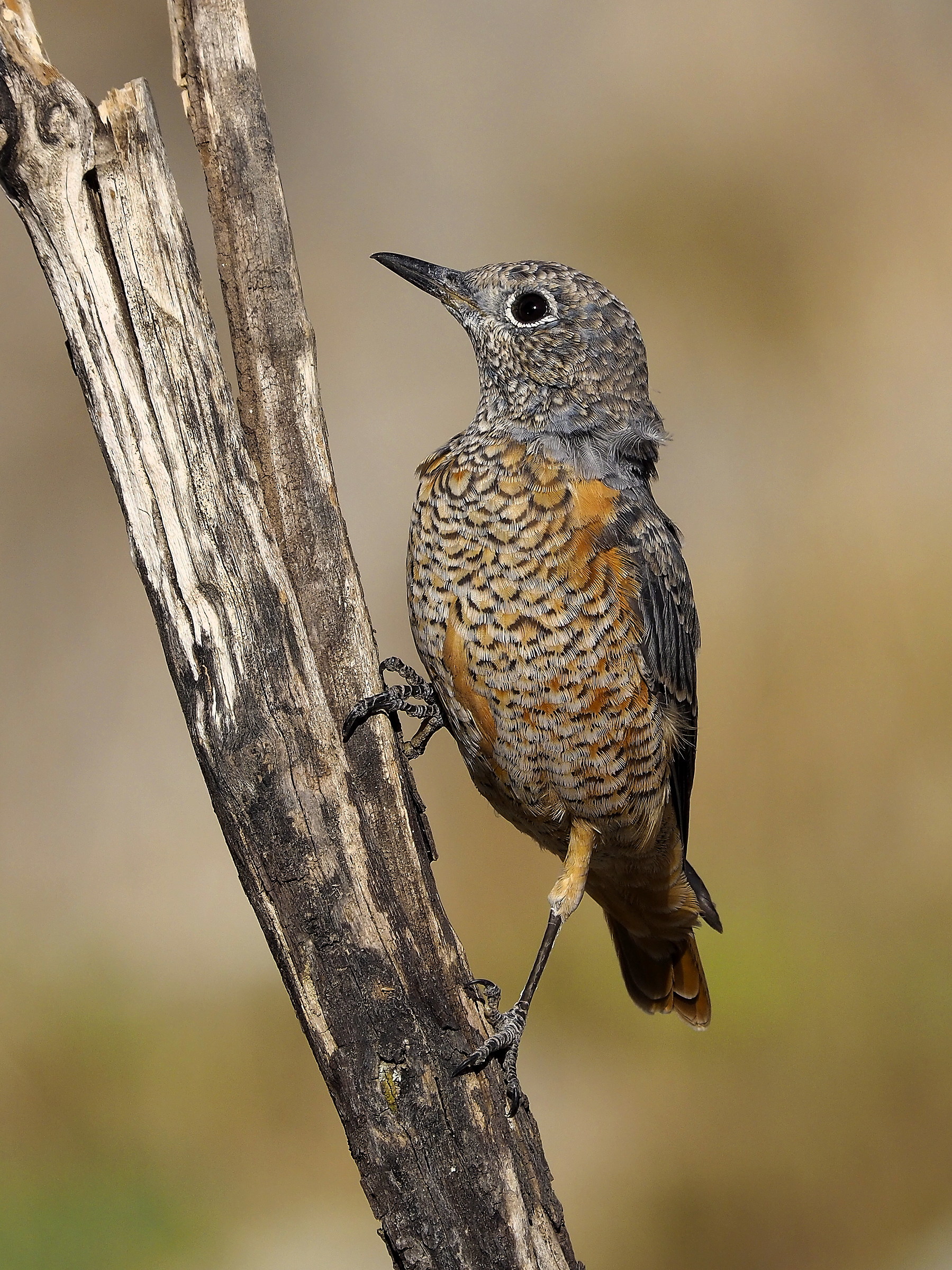 Codirossone maschio in muta post riproduttiva