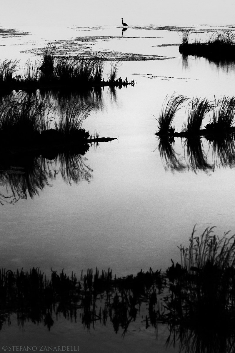 Airone cenerino in caccia serale...