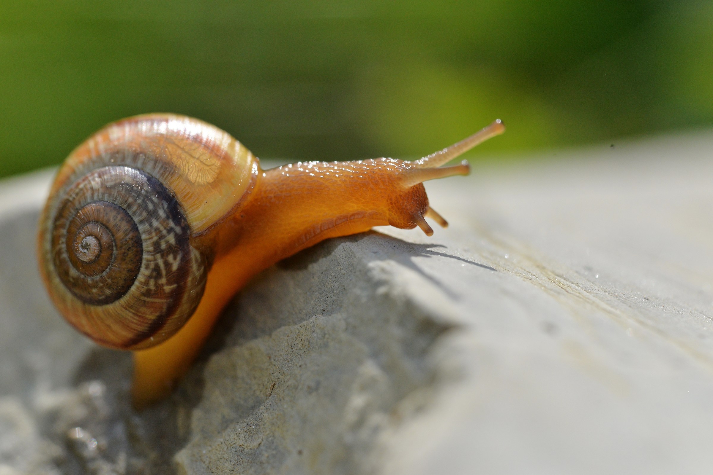 Lenta ma instancabile