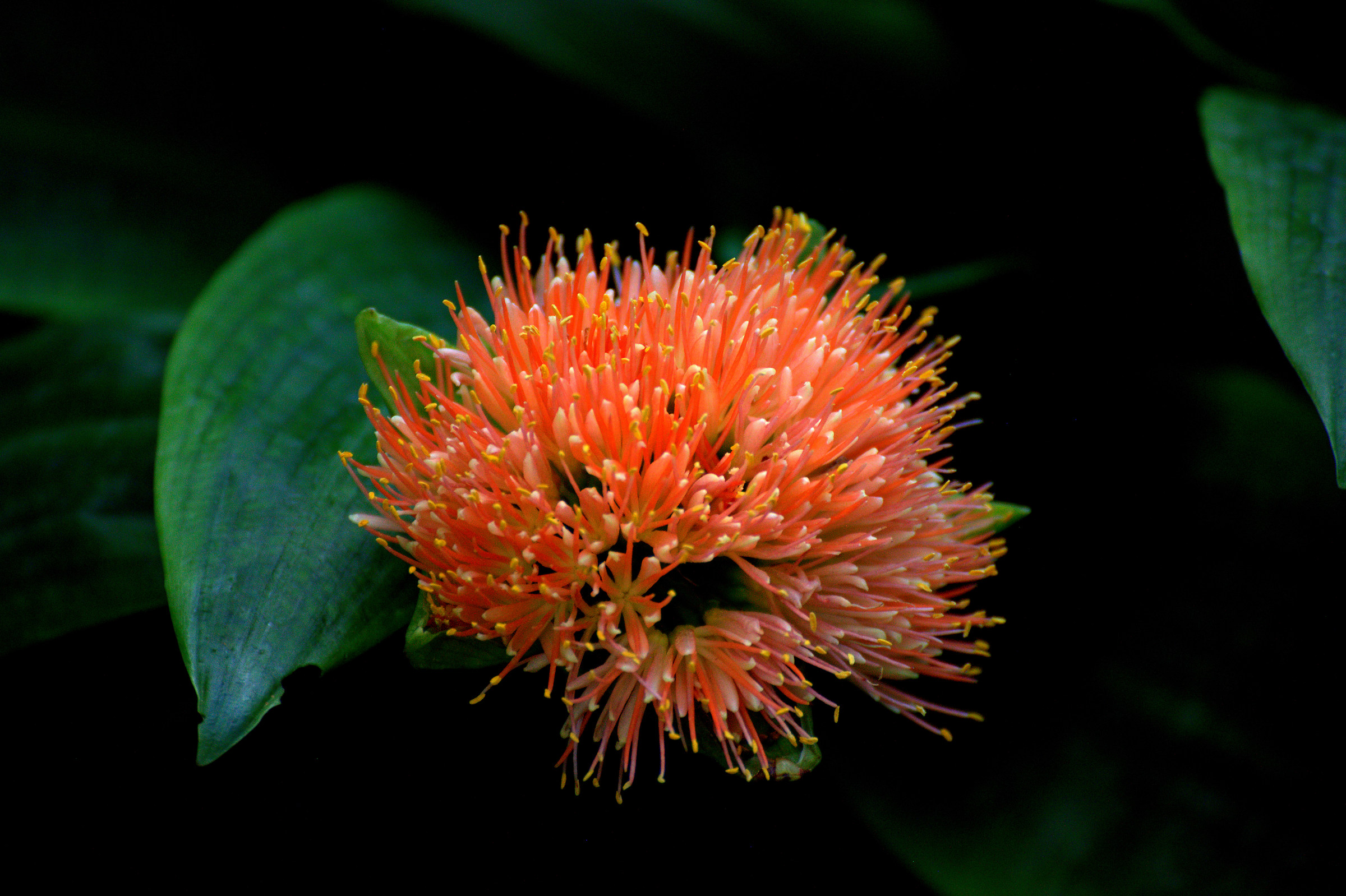Flower in the "Estufa fria" of Lisbon