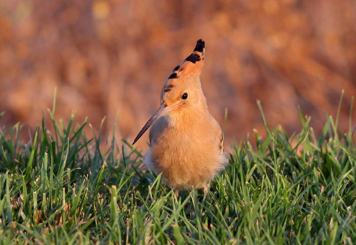 Hoopoe