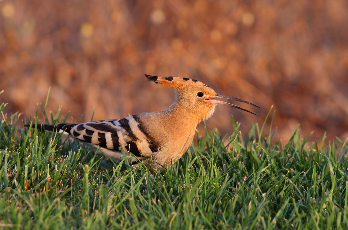 Hoopoe
