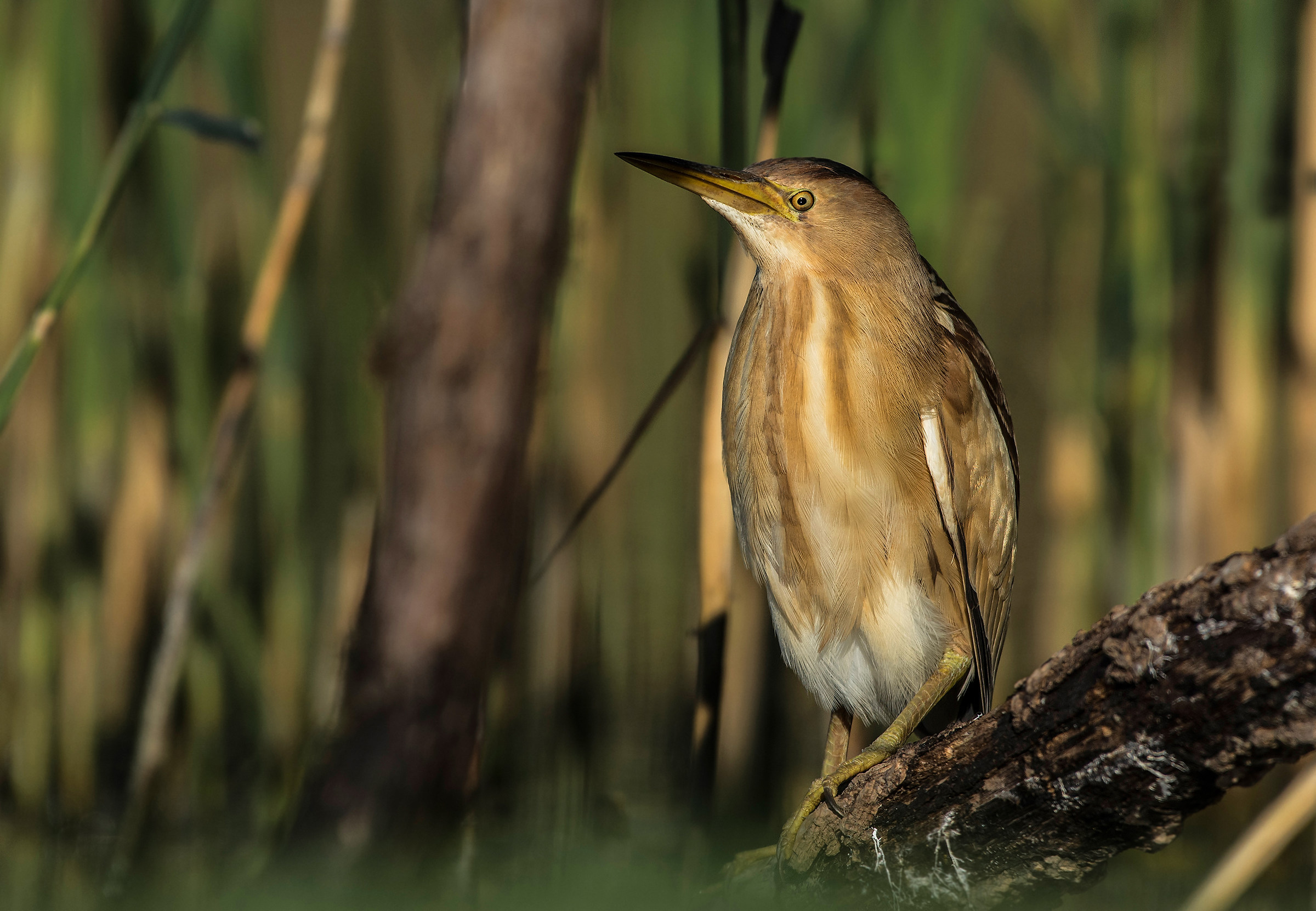 bittern