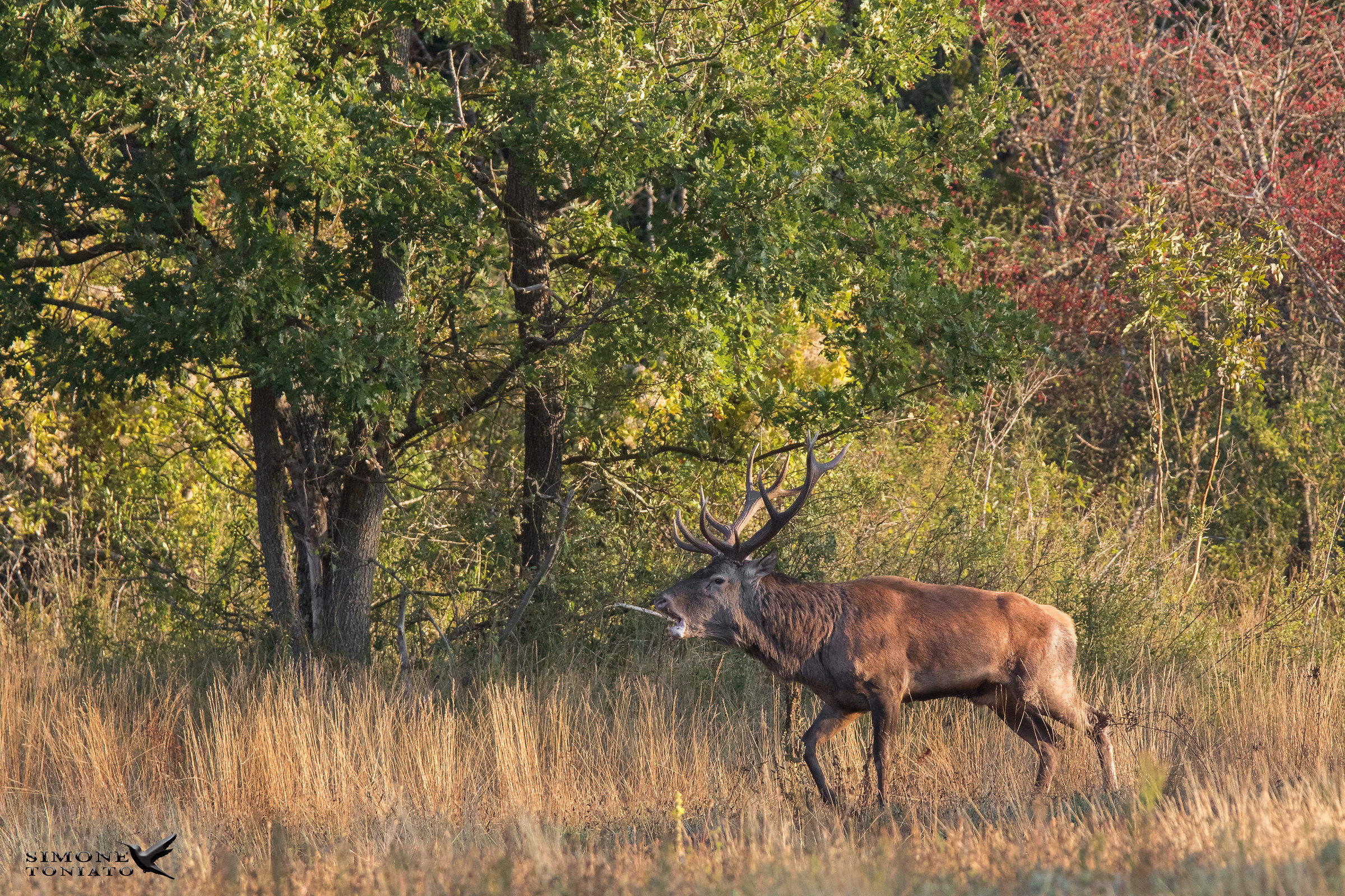 Cervo nobile - Cervus elaphus