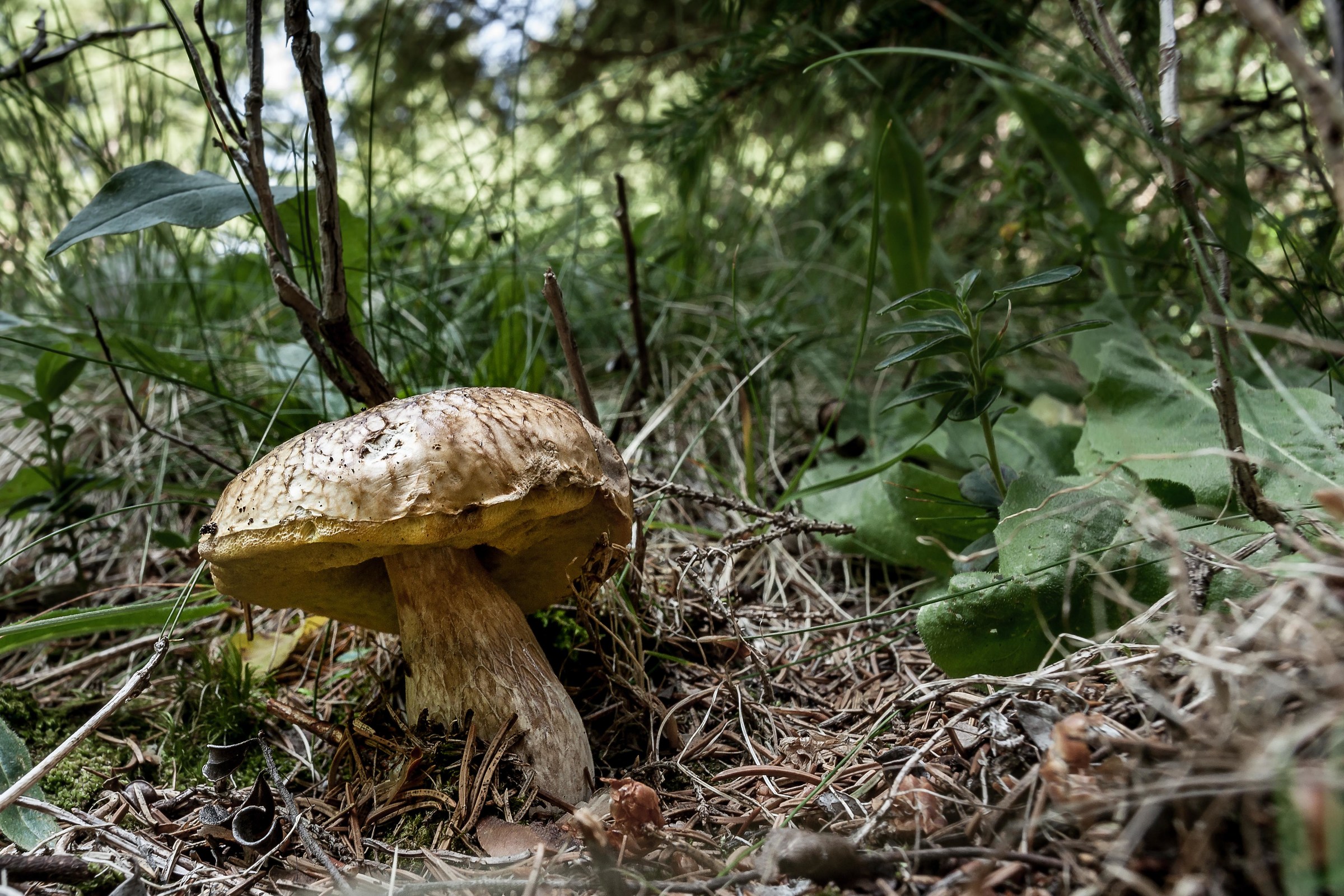Fungo nel suo habitat naturale