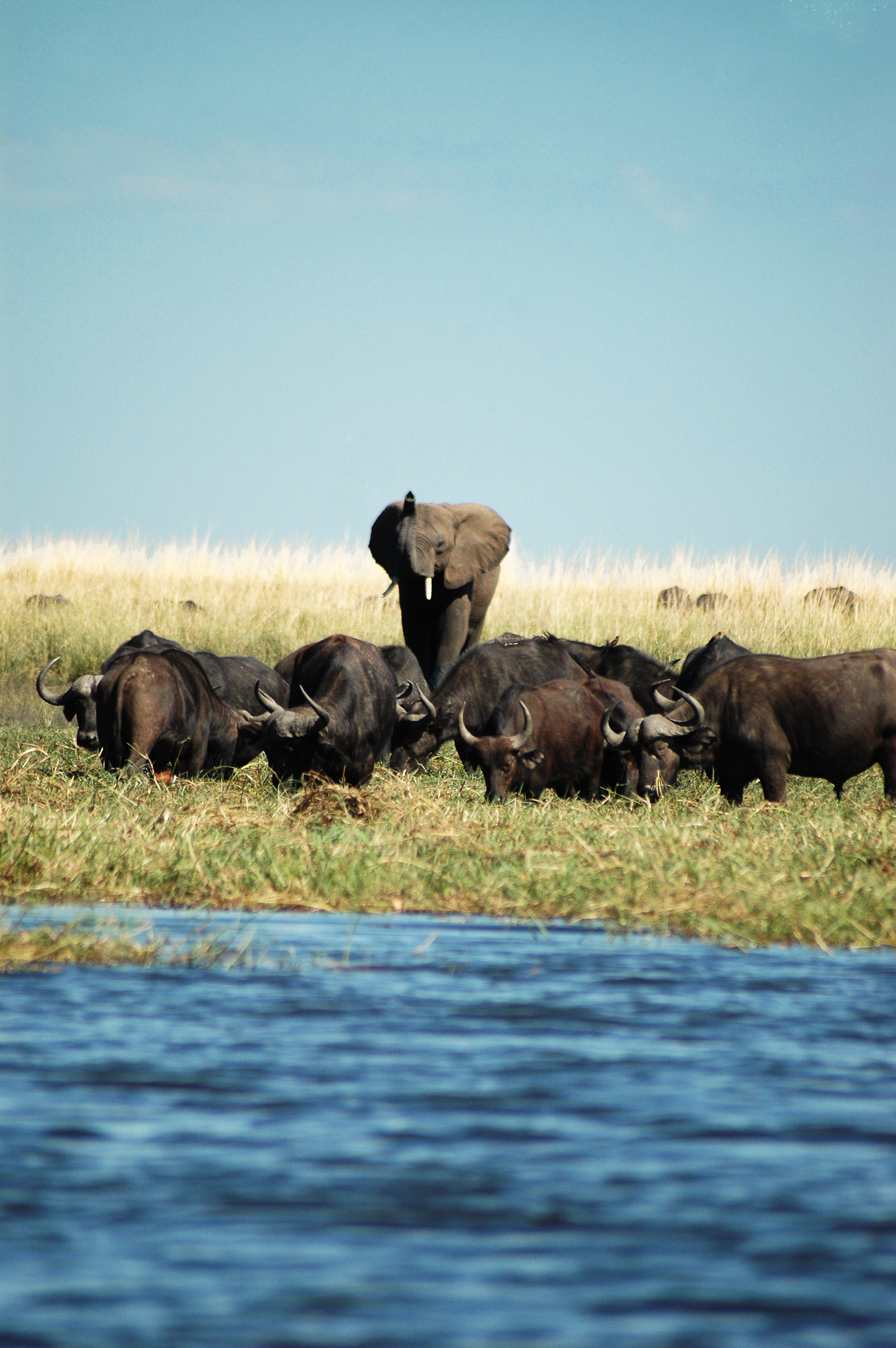Elephant and buffalo