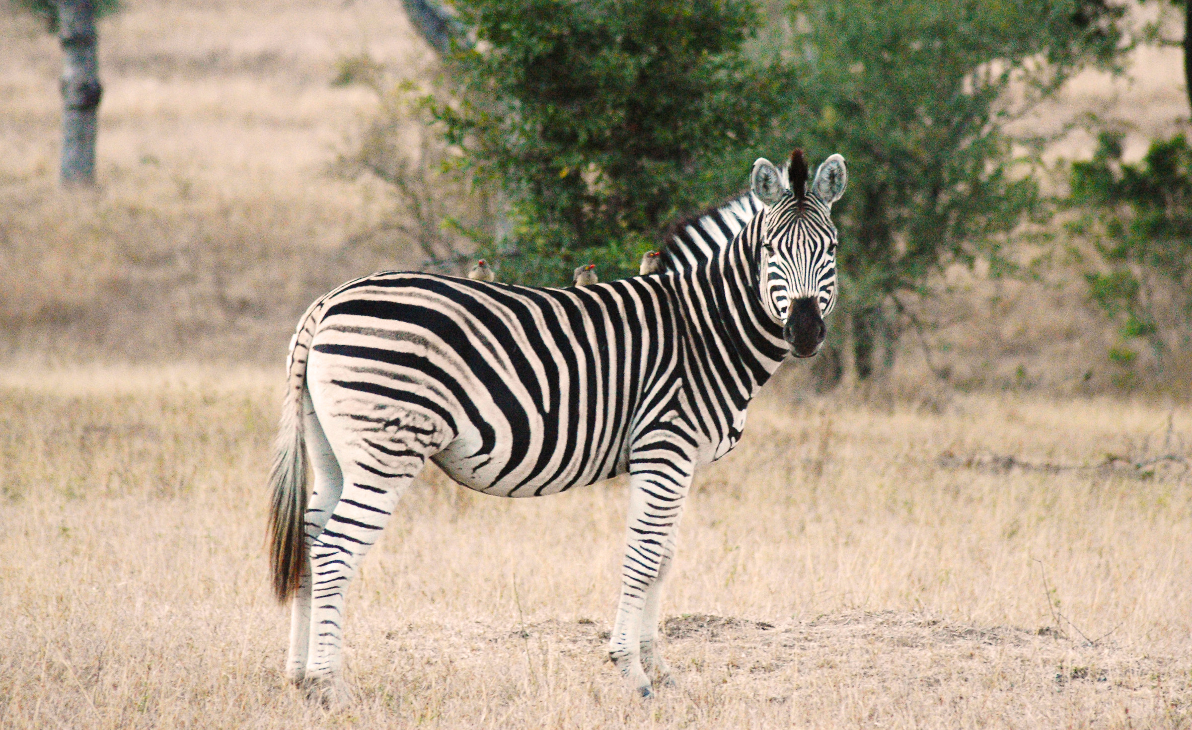 Zebra