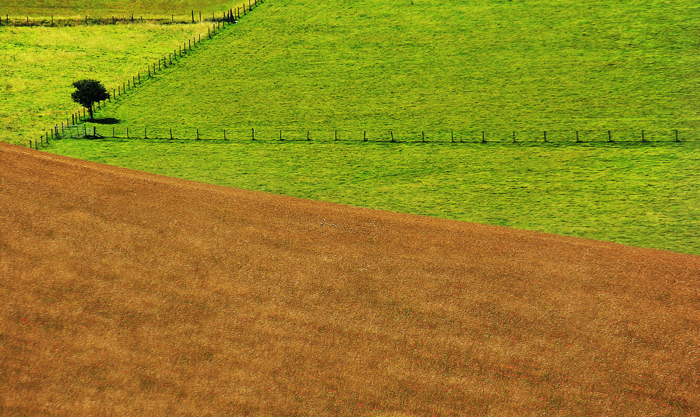 The Tree In the Corner