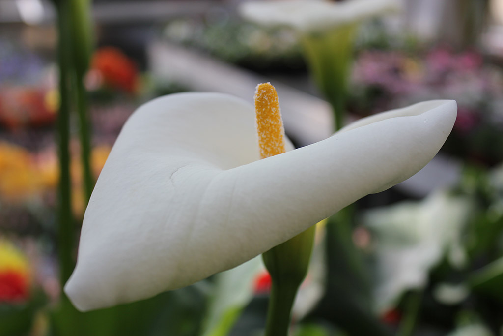 calla