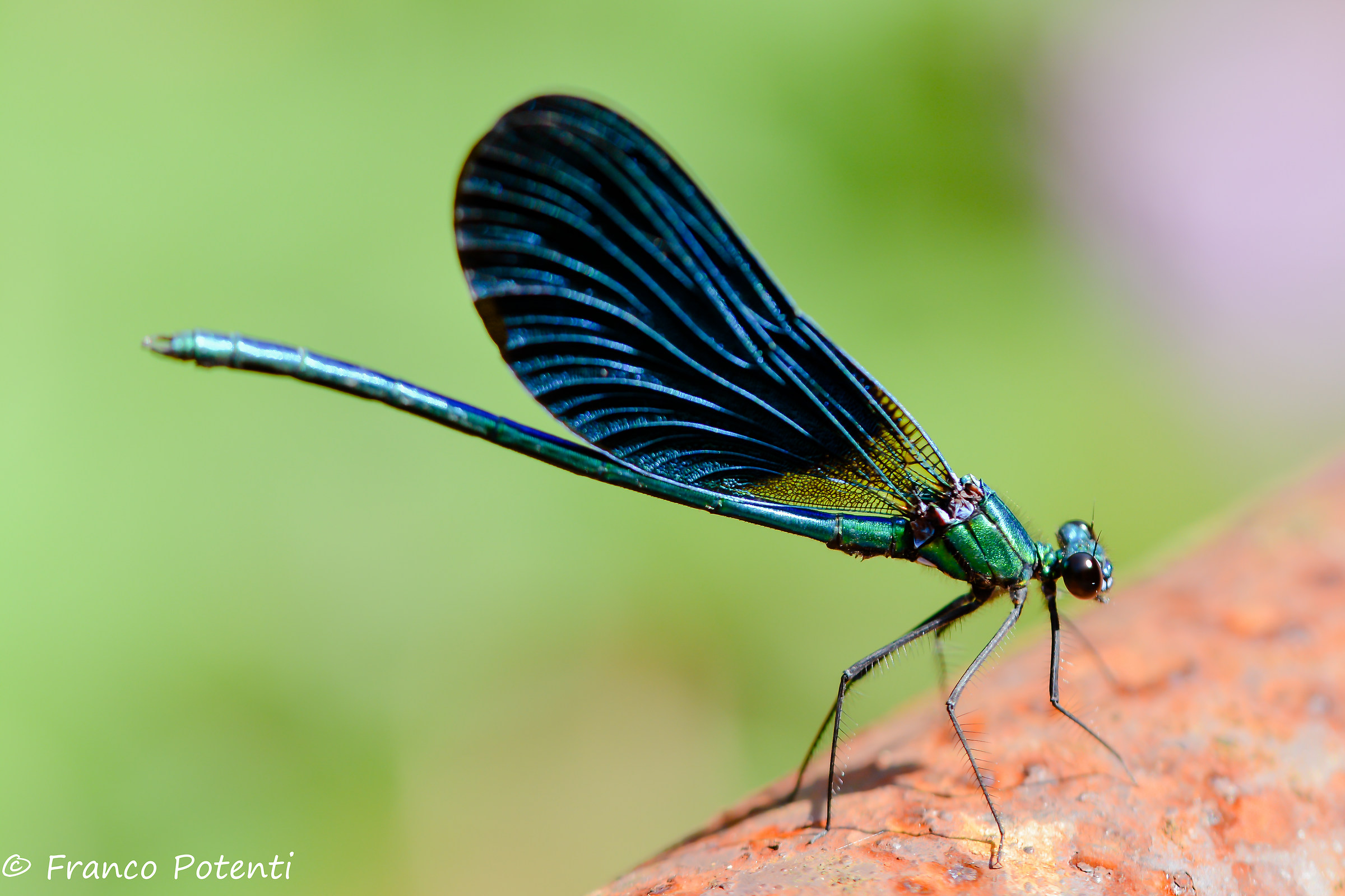 Calopteryx