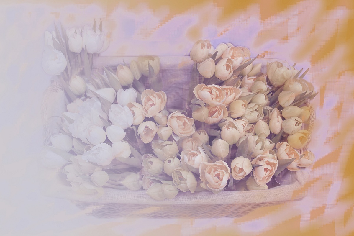 the flowers of cotton