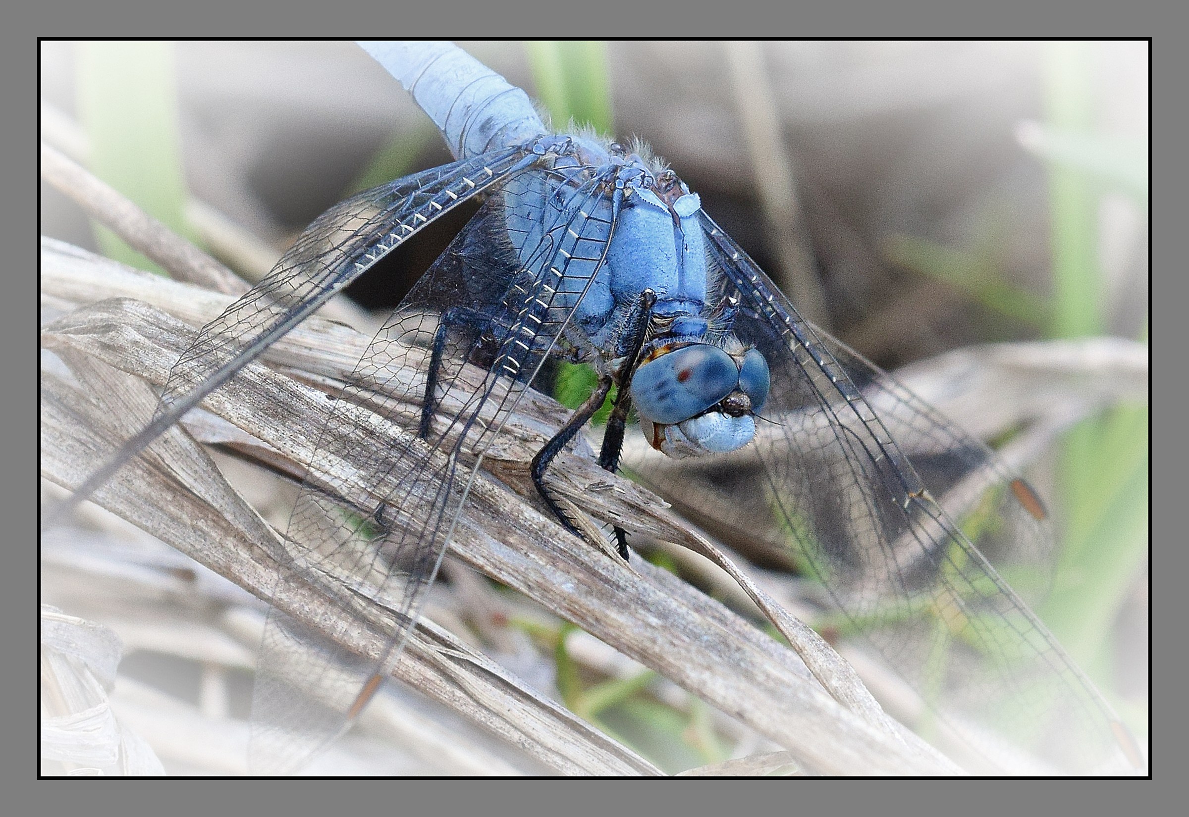 incontri ravvicinati