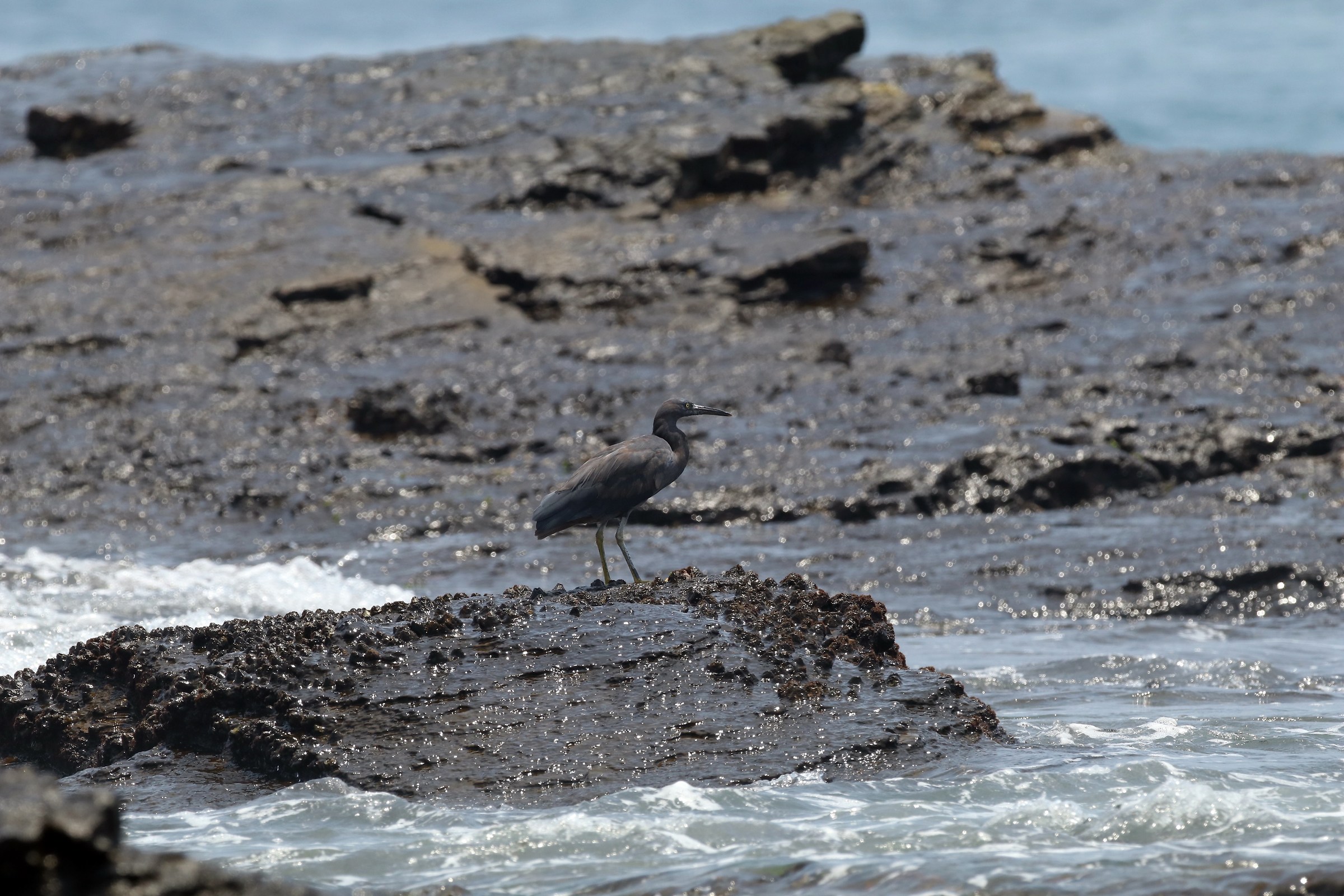 Pacific Reef-Heron