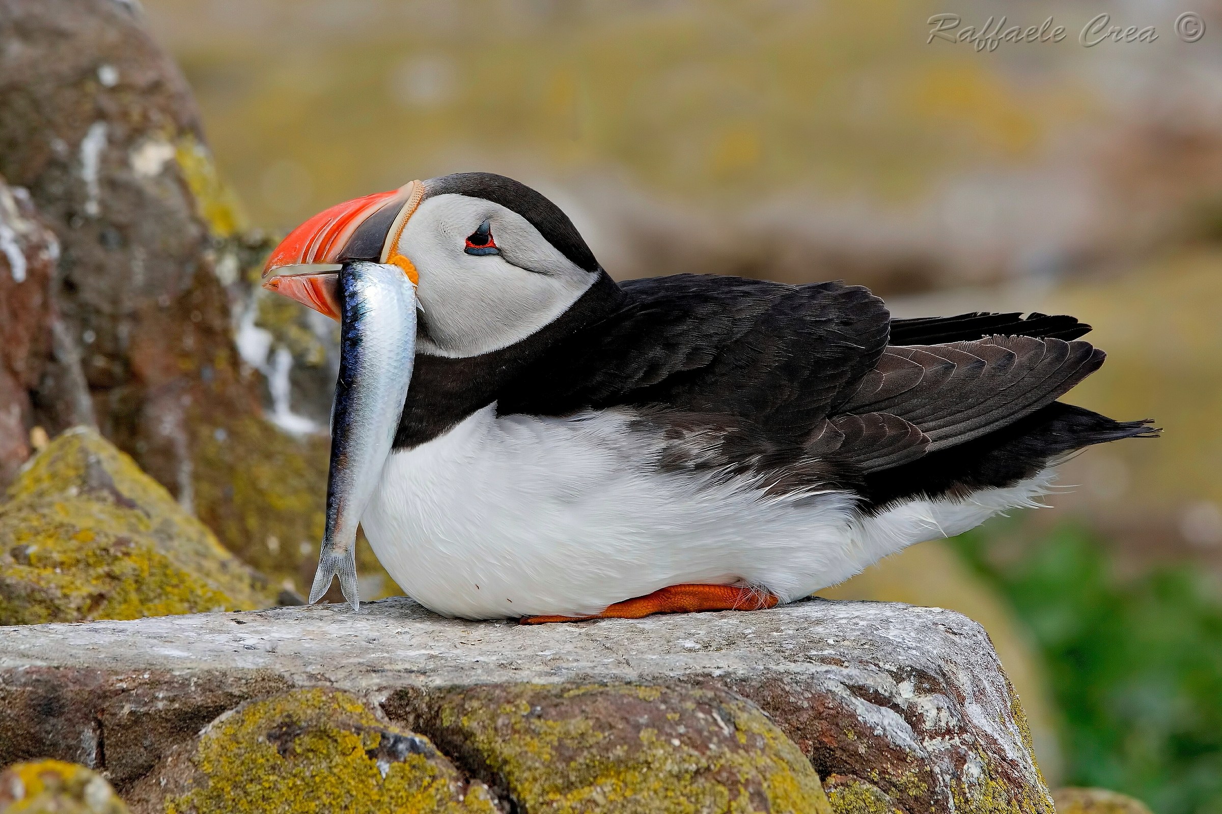 Puffin with Sardine
