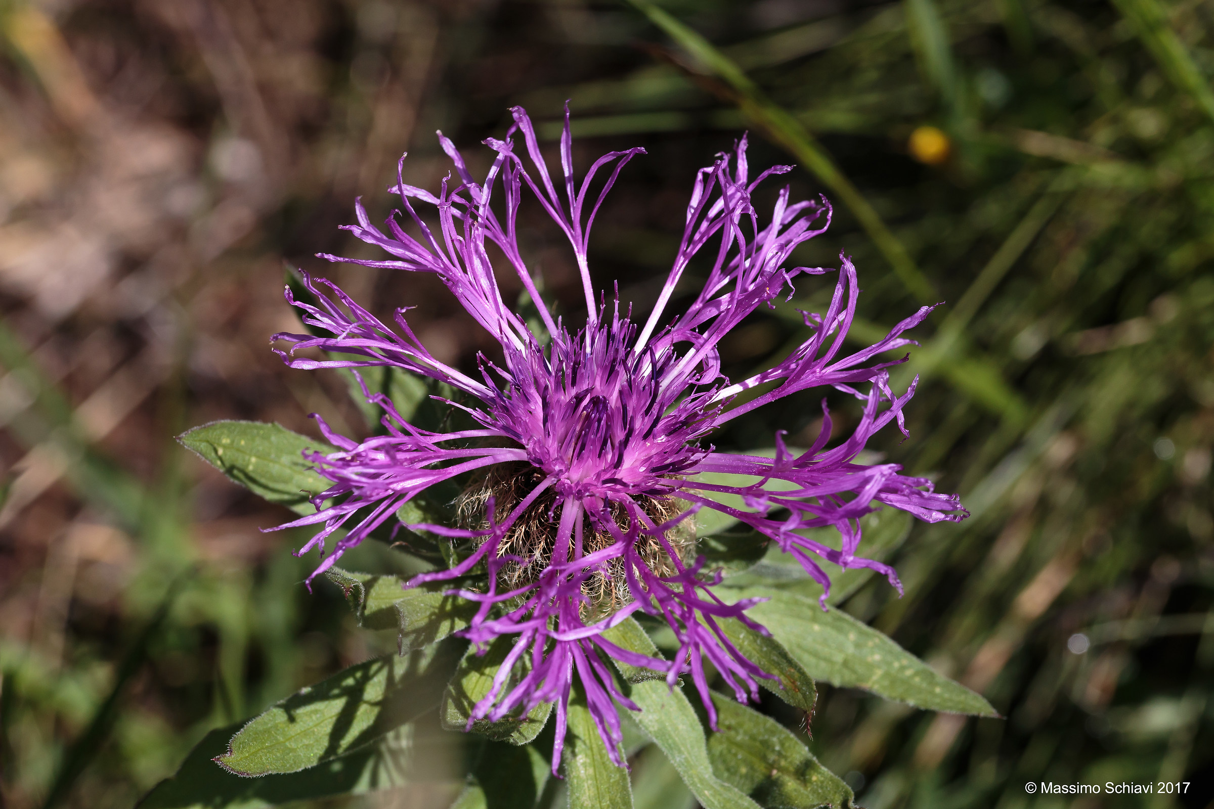 Centaurea prygi L. - frangied Fiordaliso.