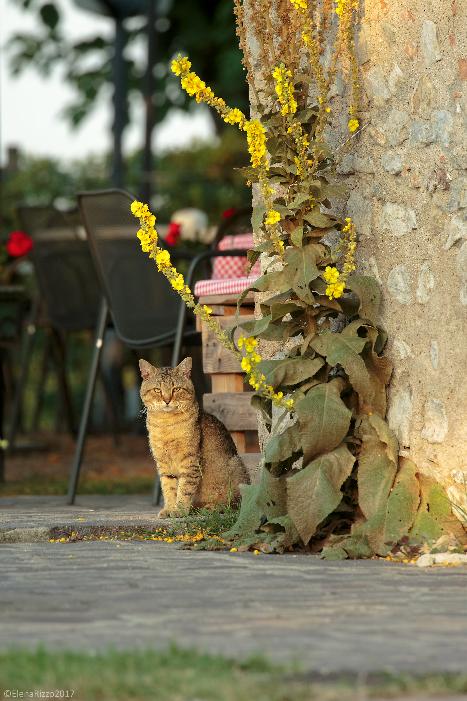 The cat of the trattoria