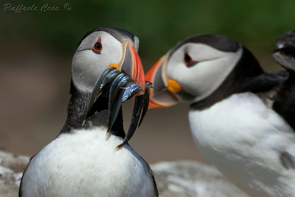Puffin with her double
