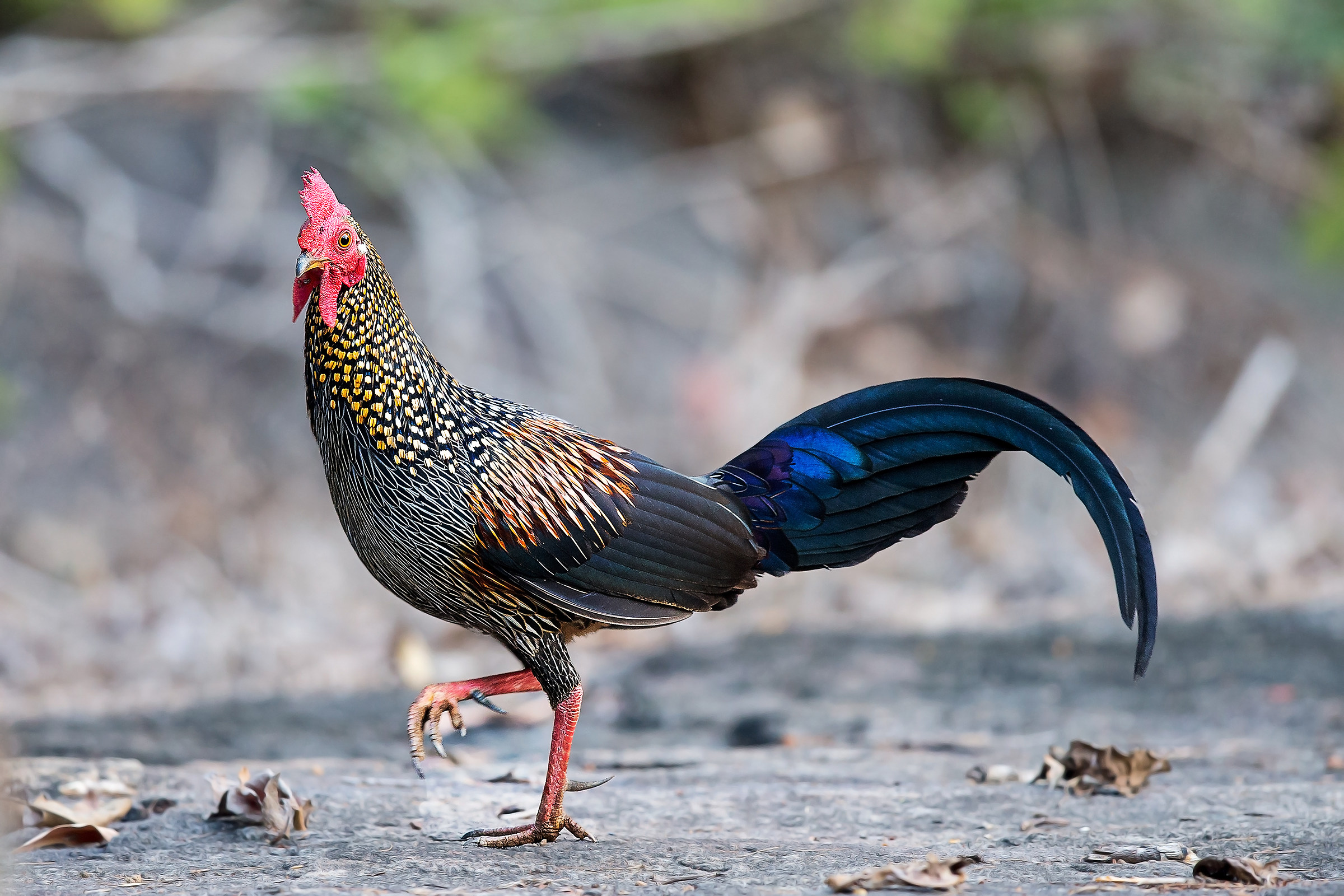 Gray Junglefowl / Gray Rooster (Gallus sonneratii)
