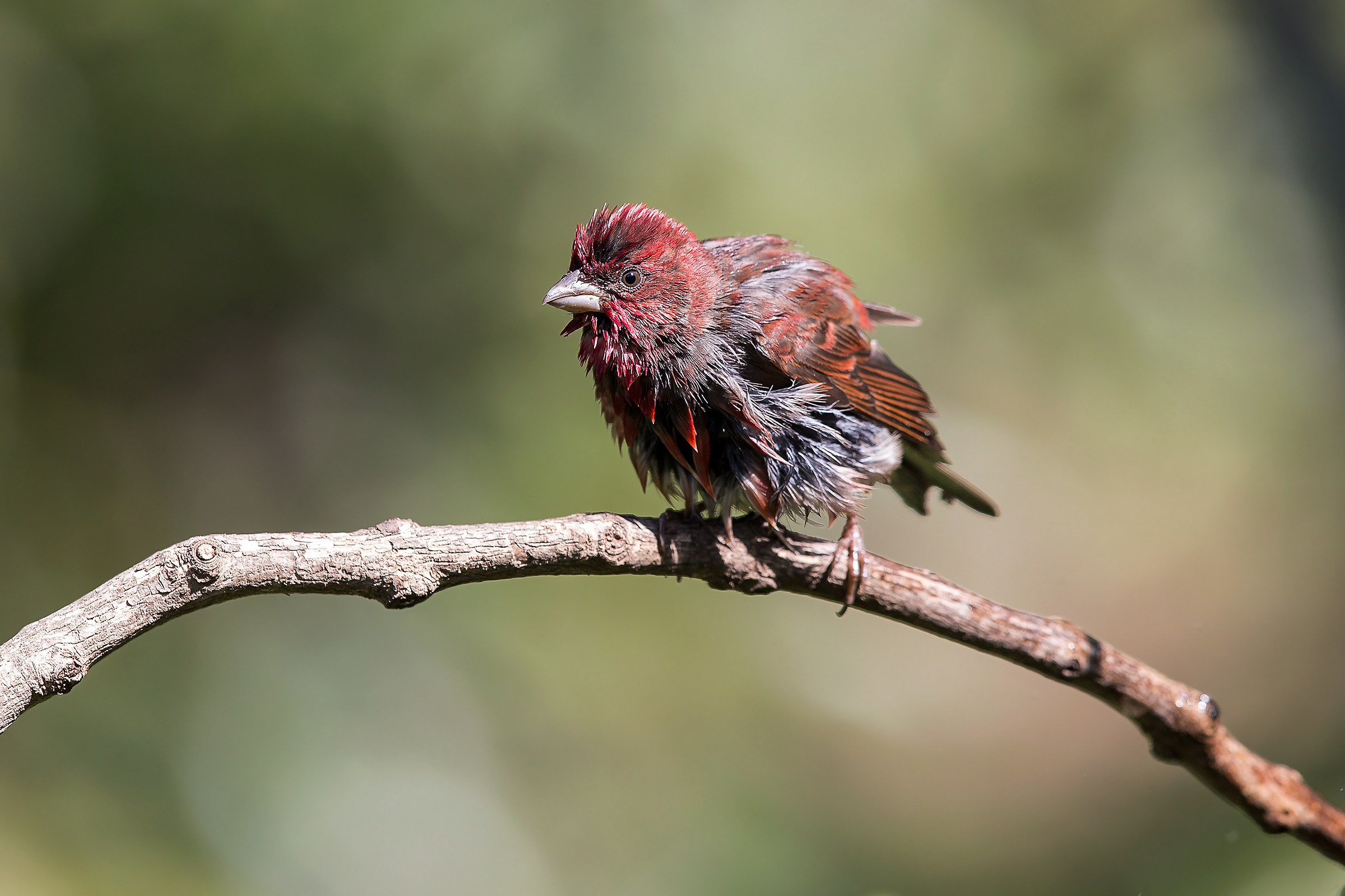 Rosefinch / Scarlet Ciuffolotto (Erythrina erythrina)