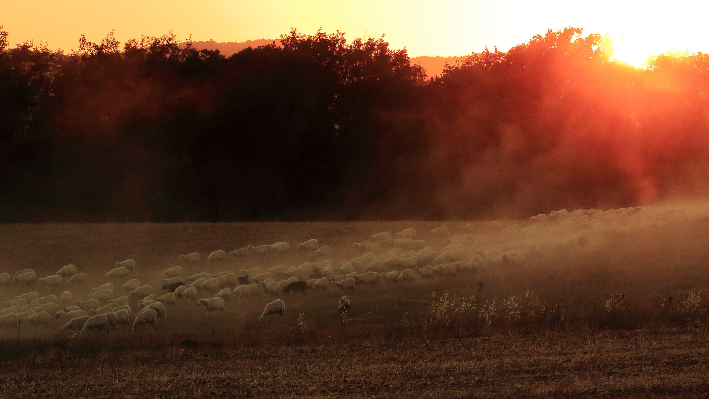 Passing the sheep and the time