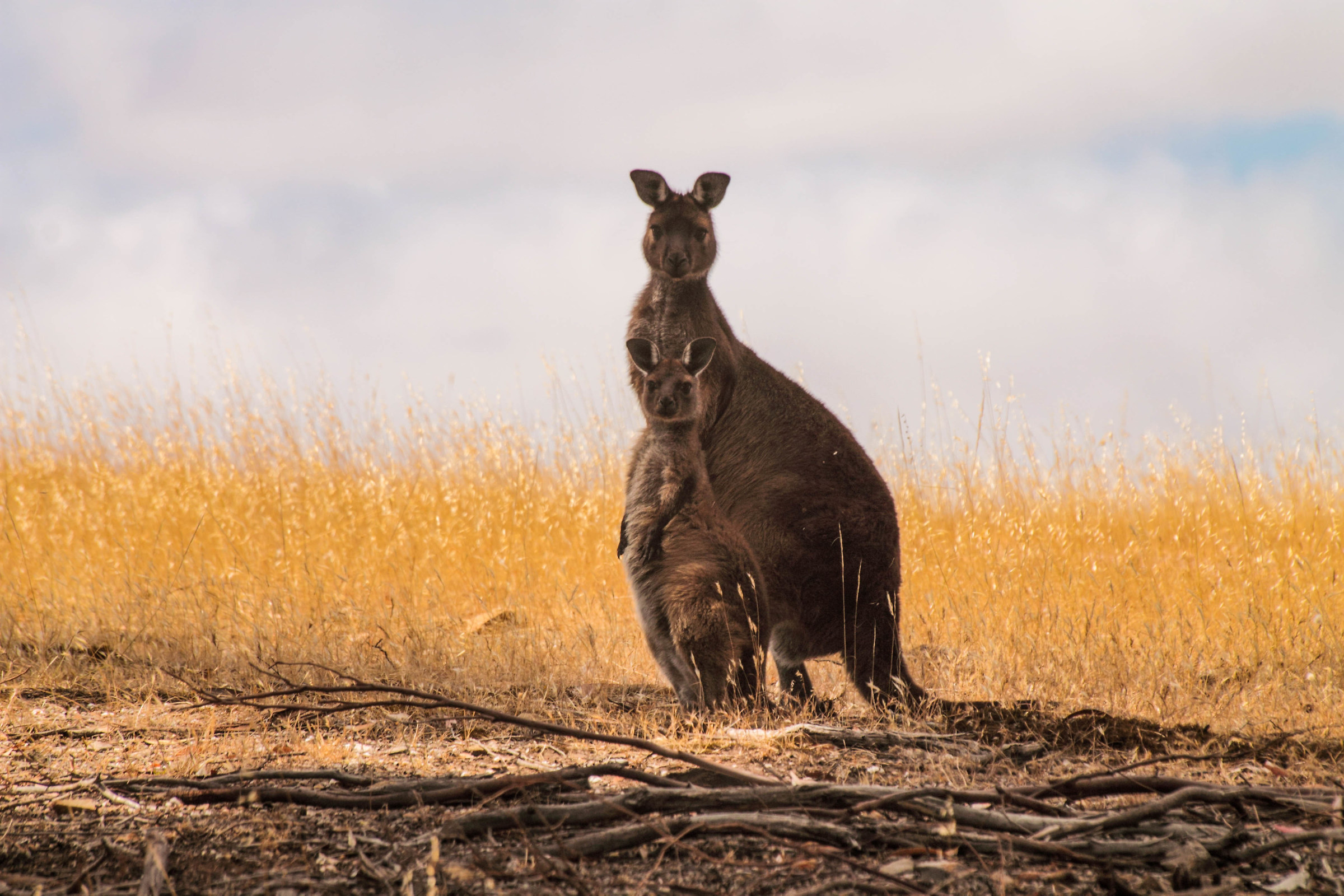 Kangaroo island