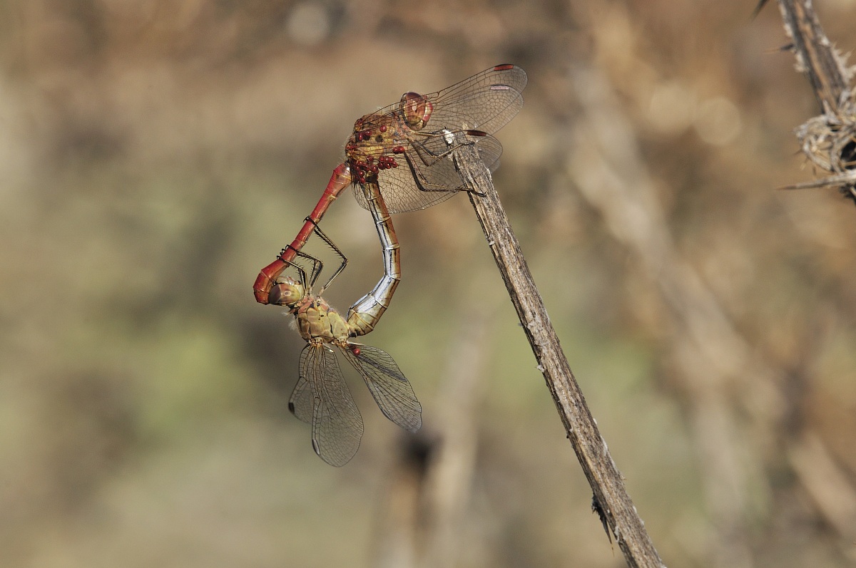 Sympetrum Southern (Selys, 1841)