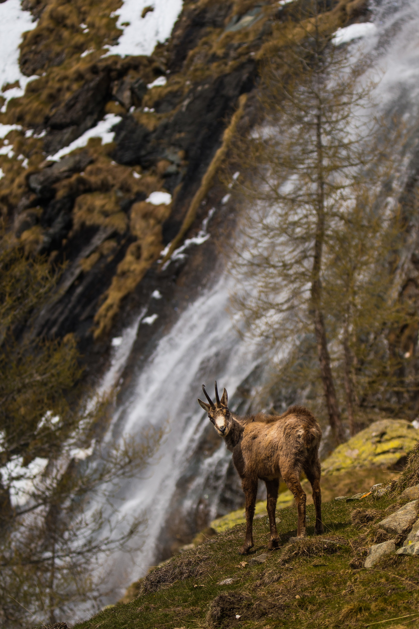 il camoscio e la cascata
