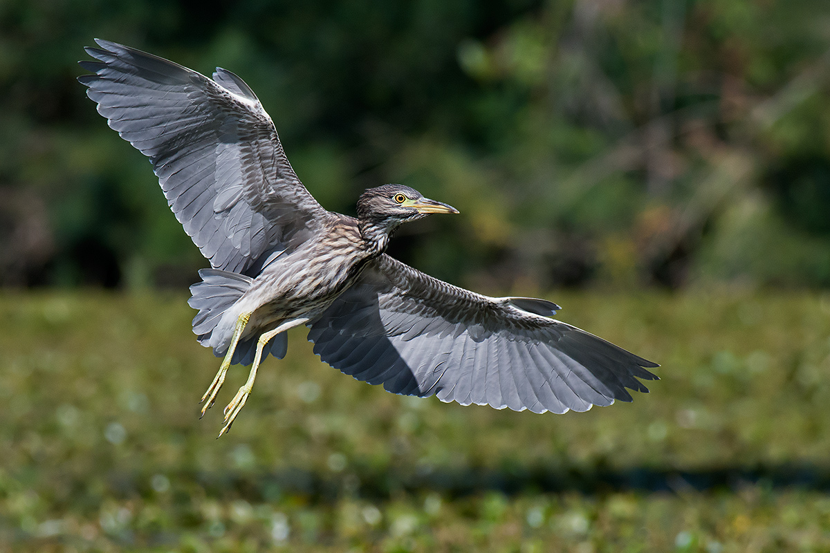 Giovane nitticora in arrivo