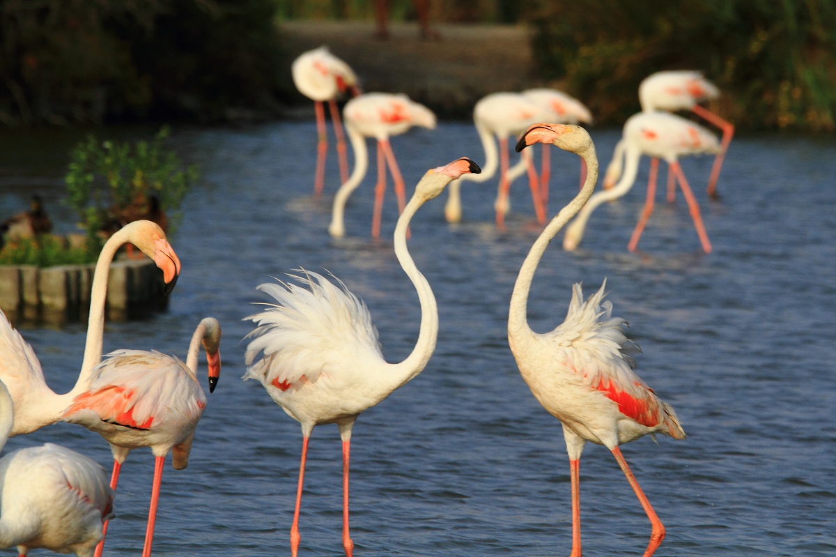 Il Battibecco acquatico