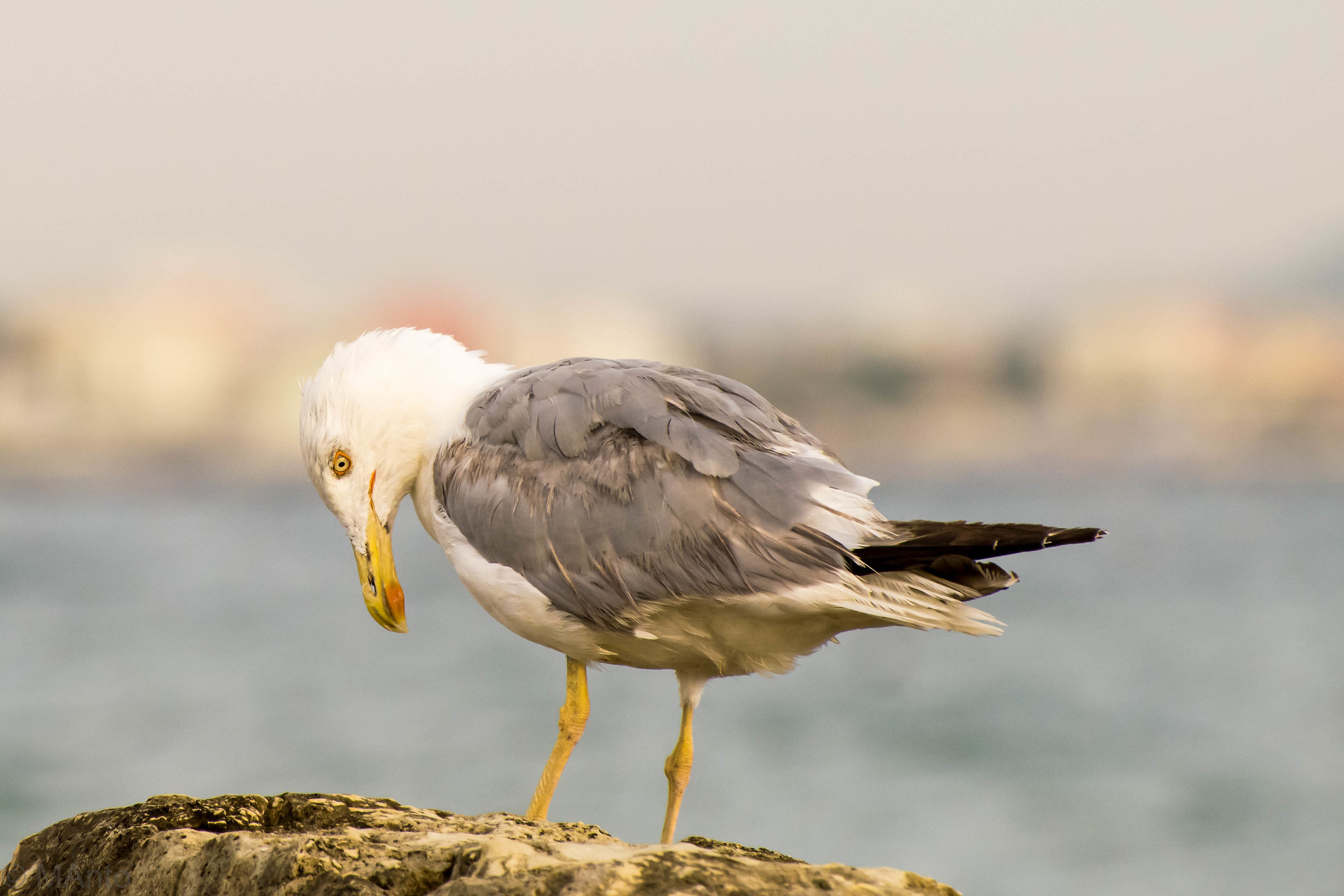 In cerca di pesciolini